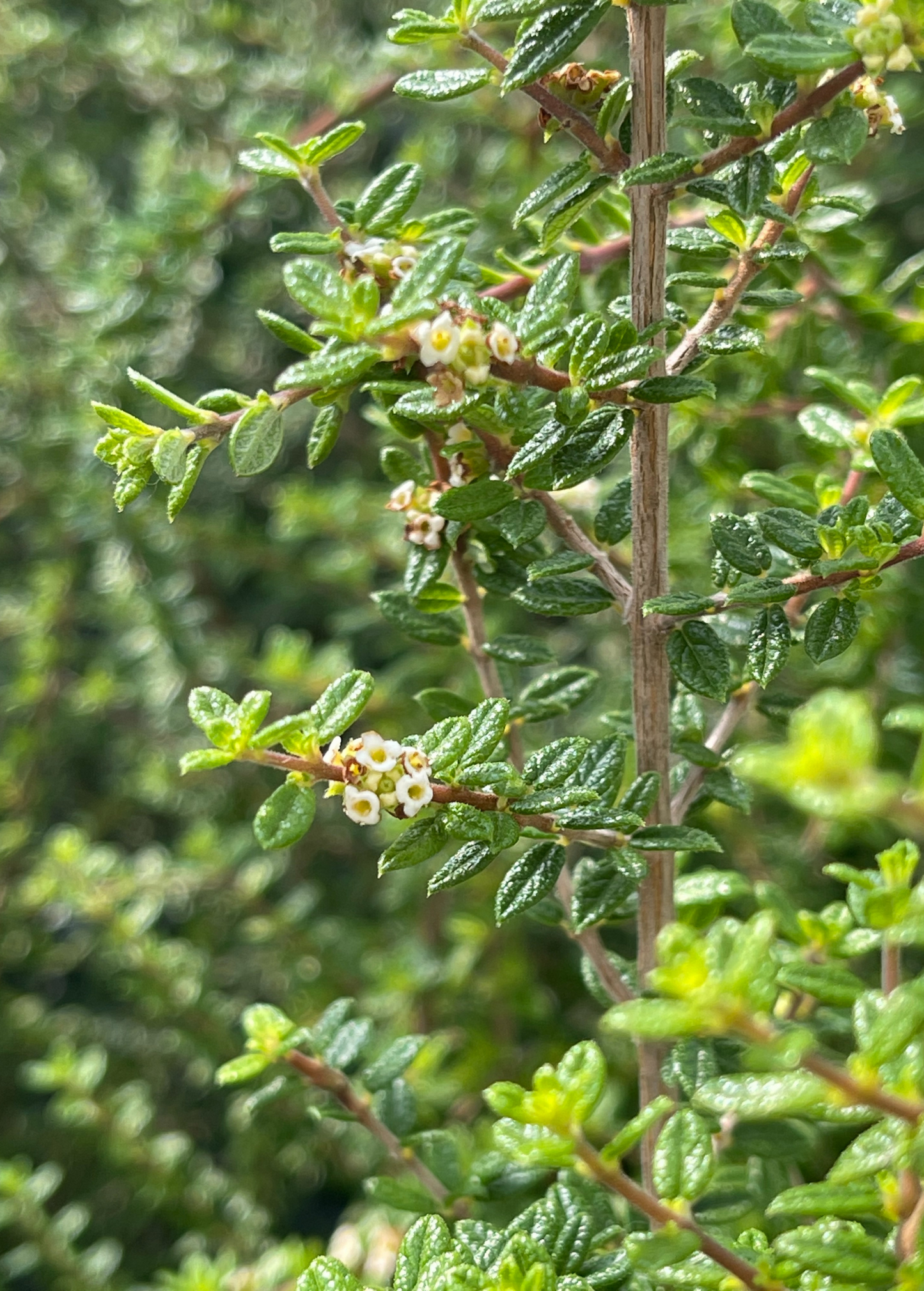 Bahama Berry Shrub for Tea & Ornamental Use, Nashia inaguensis, Aromatic Evergreen Plant, Caribbean Native