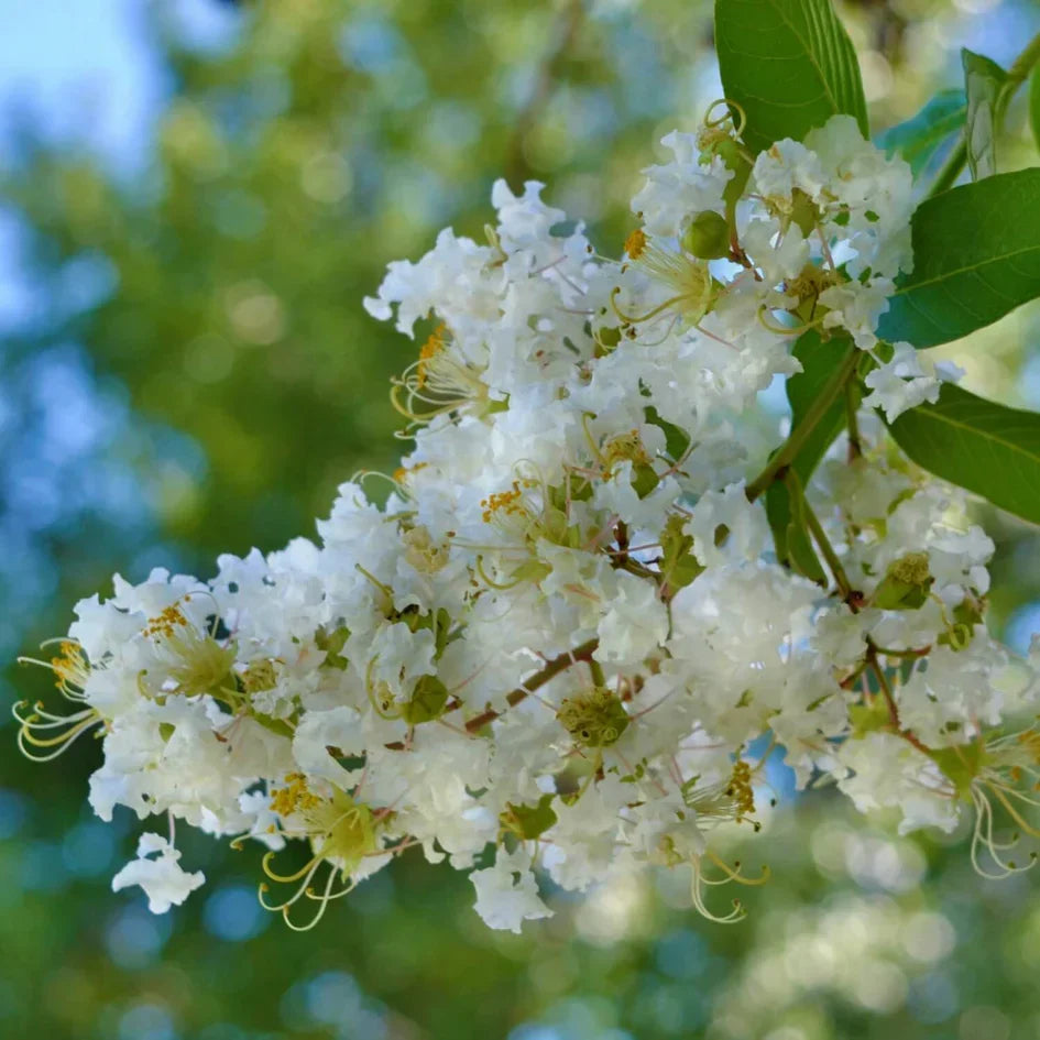 White Crape Myrtle Cuttings - Unrooted Starts, Lagerstroemia indica, Organic Non-GMO, Rare White Flowering Tree