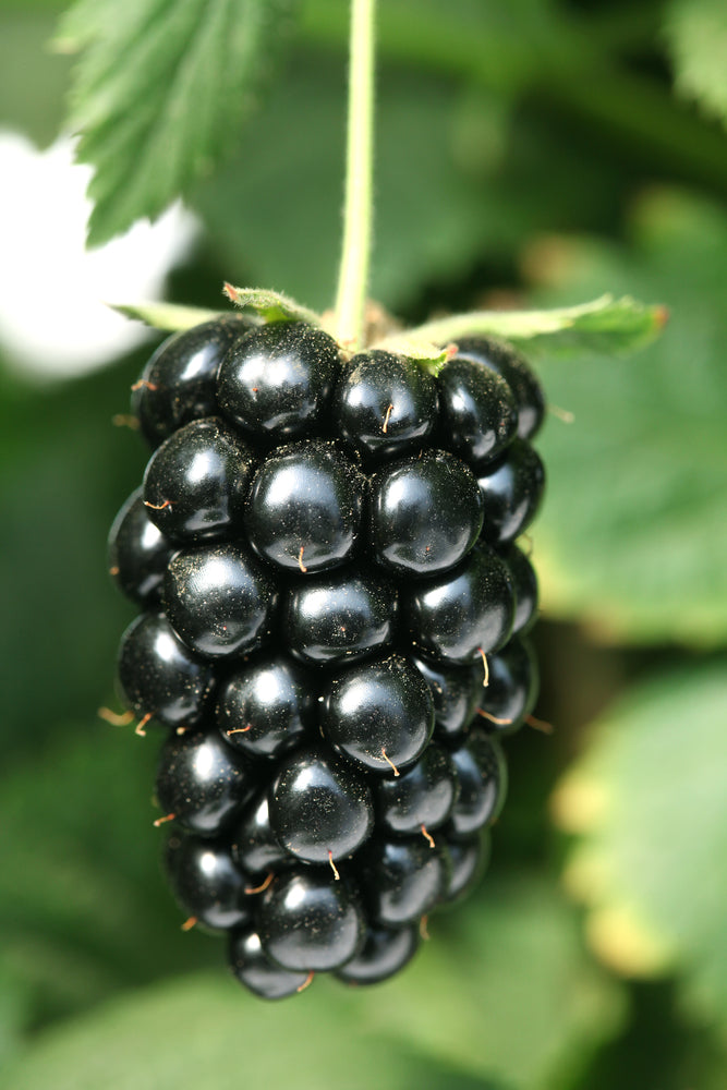 Navaho Thornless Blackberry Live Plant | 1 Starter Plant | Pesticide-Free, Non-GMO | Sweet Juicy Berries, Compact Growth, Easy Harvest
