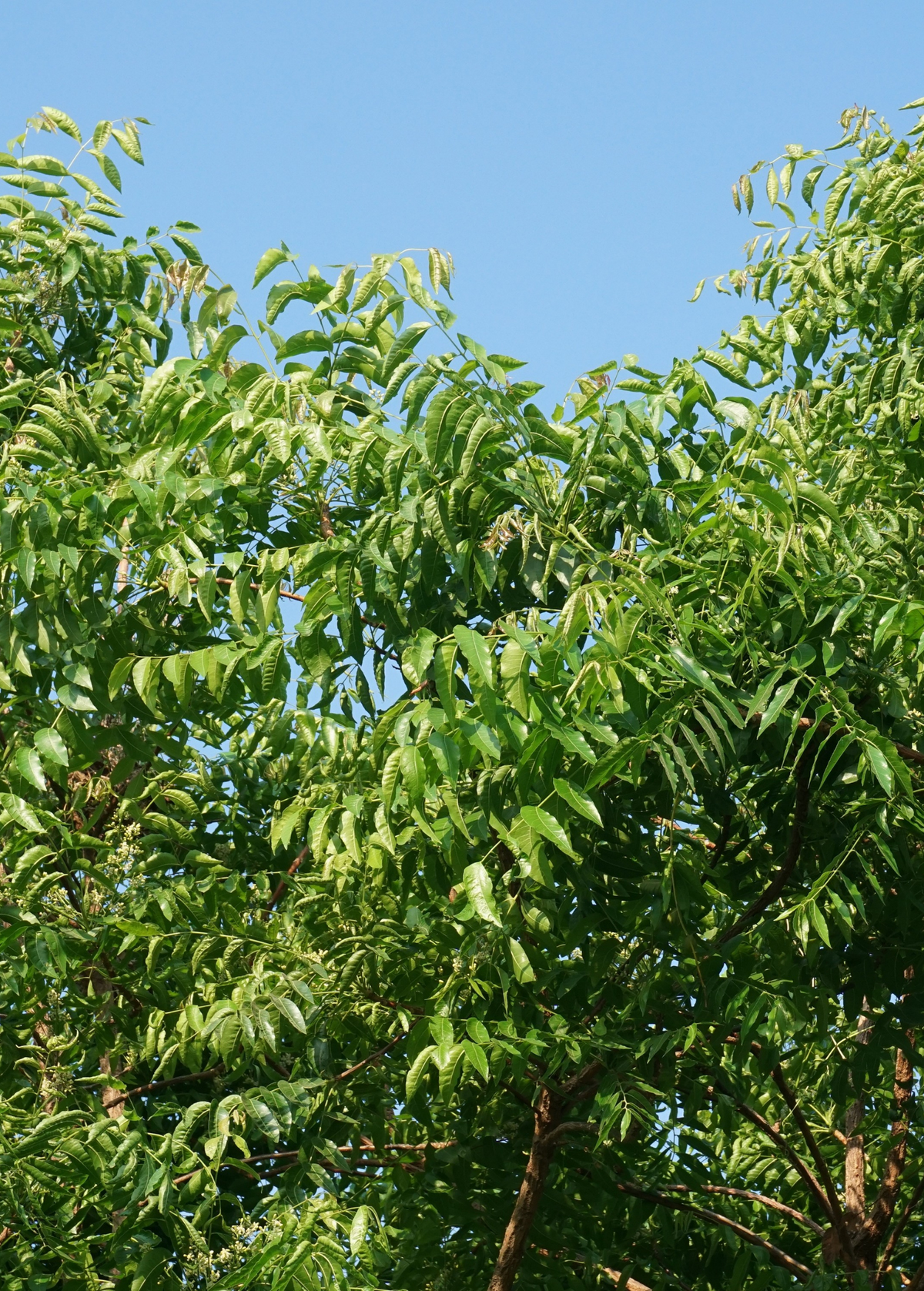 Neem Tree Seedling - Fast-Growing Evergreen Azadirachta indica for Landscaping and Natural Pest Control