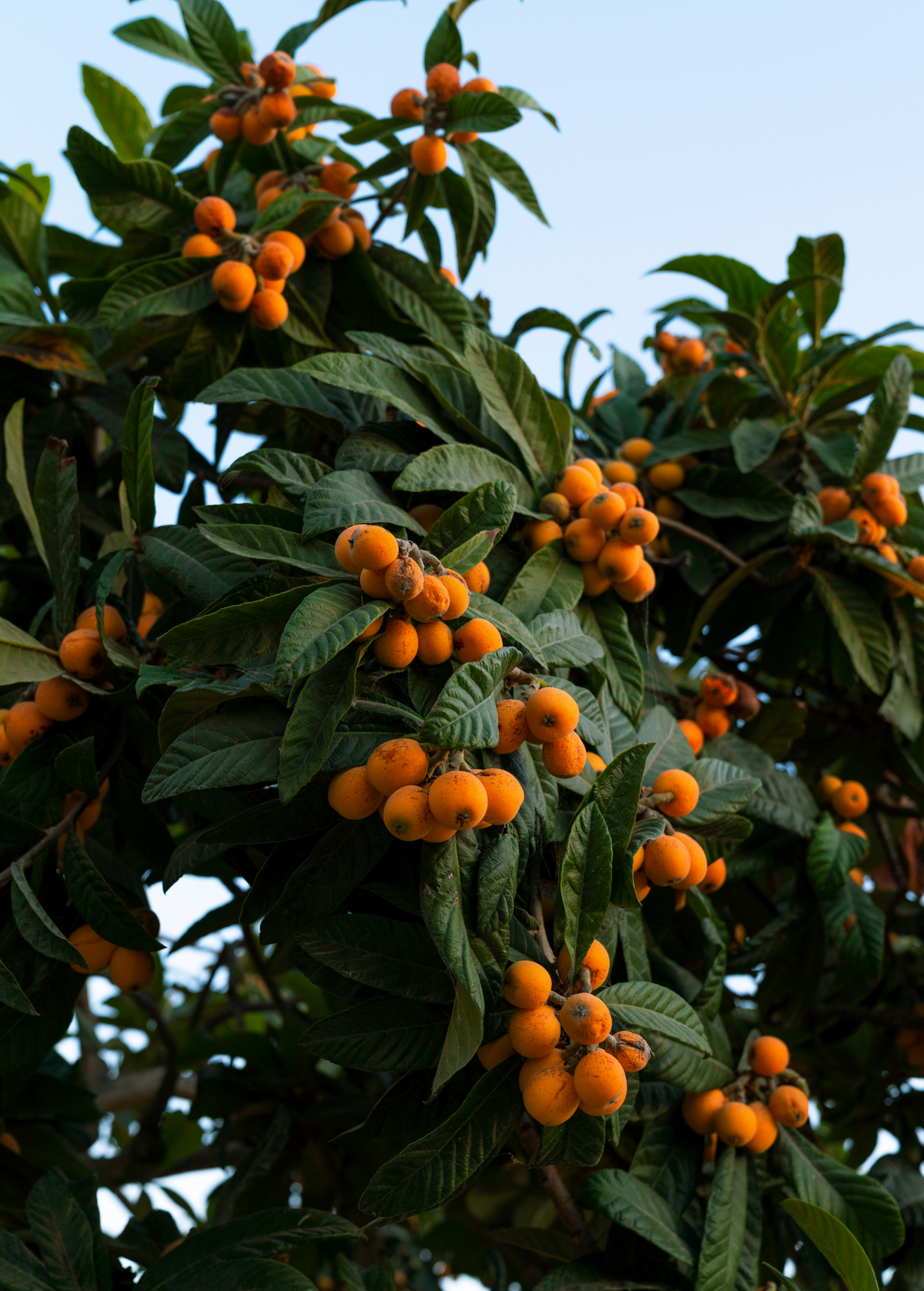 Loquat 'Italy' Eriobotrya japonica Fruit Tree, Early-Spring Harvest, Bright-Orange Juicy Berries