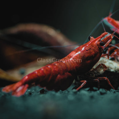 Bloody Mary Dwarf Shrimp 10+ Pack