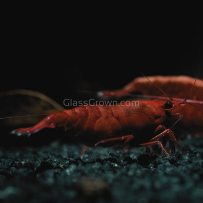 Bloody Mary Dwarf Shrimp 10+ Pack