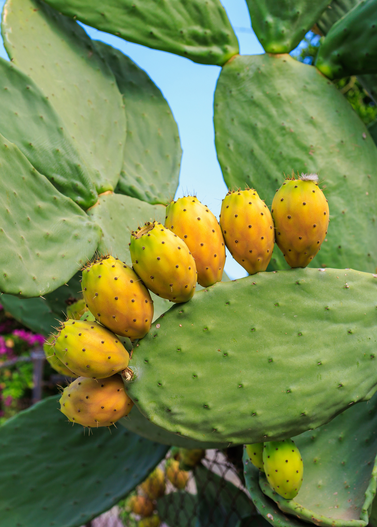 Nopales Cactus Plant Opuntia matudae Edible Pads Hedge Desert Tolerance