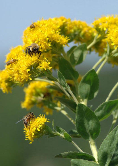 700 Oligoneuron rigidum Seeds | Stiff Goldenrod | Native Perennial Wildflower for Bees, Butterflies & Prairie Gardens
