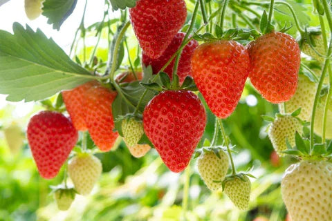 Ozark Beauty Strawberry Plants Bare Root – Everbearing, Sweet Juicy Berries, Hardy, High-Yield Garden Fruit, Spring to Fall Harvest
