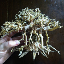 Octopus Bonsai Wood Nano Size 6"
