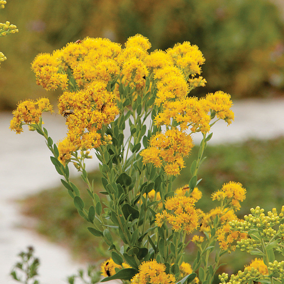 Oligoneuron Rigidum Seeds – Stiff Goldenrod Native Perennial Wildflower for Pollinator Gardens, Prairies & Meadows