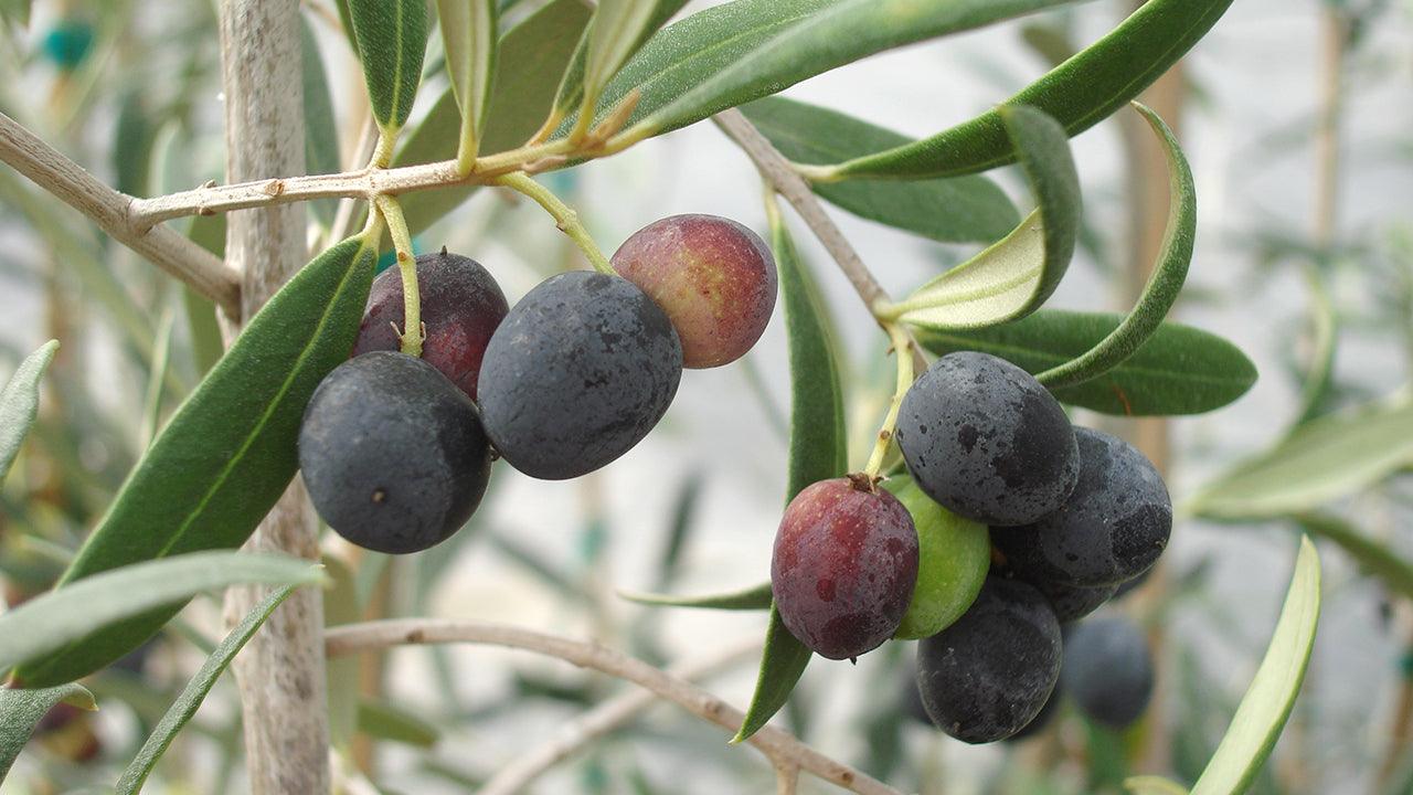 Unrooted Olive Tree Cuttings 6-Pack | Greek Olea europaea | Edible Fruit & Oil Tree for Grafting & Propagation