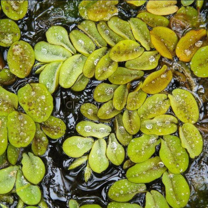 One Cup of Mixed Floaters