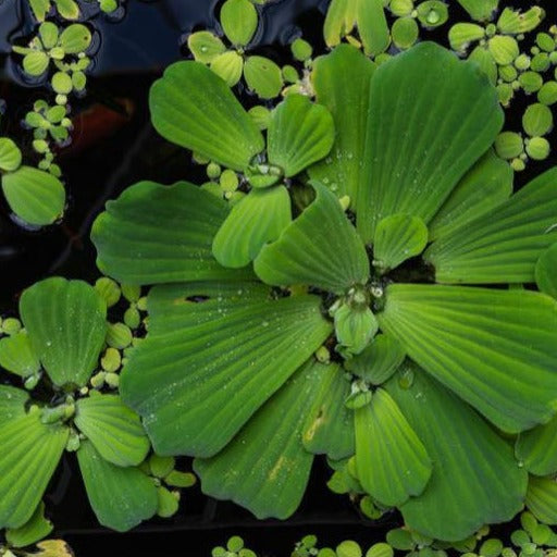 One Cup of Mixed Floaters