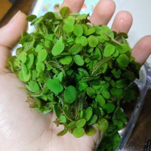 One Cup of Mixed Floaters