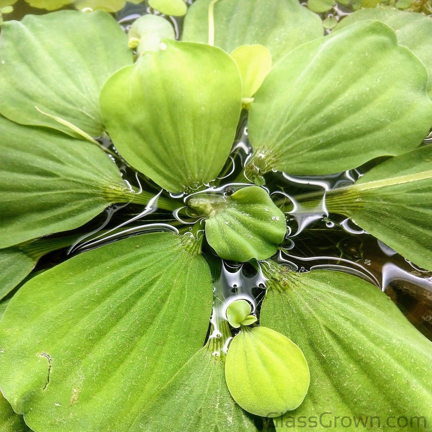 One Cup of Mixed Floaters
