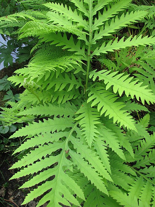 Sensitive Fern Bare Root Plants – Native Perennial Fern for Shade Gardens, Moist Woodland, Ground Cover, Onoclea sensibilis