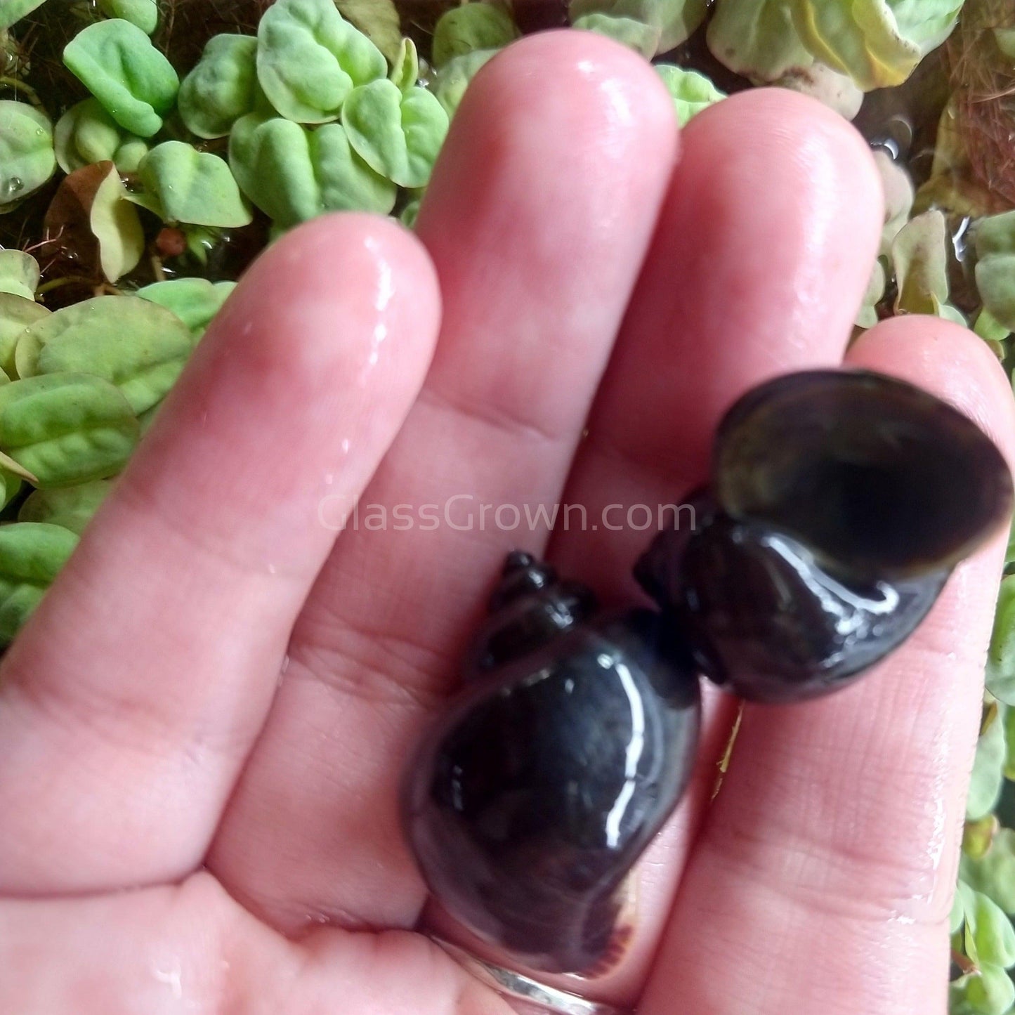 Onyx Mystery Snail