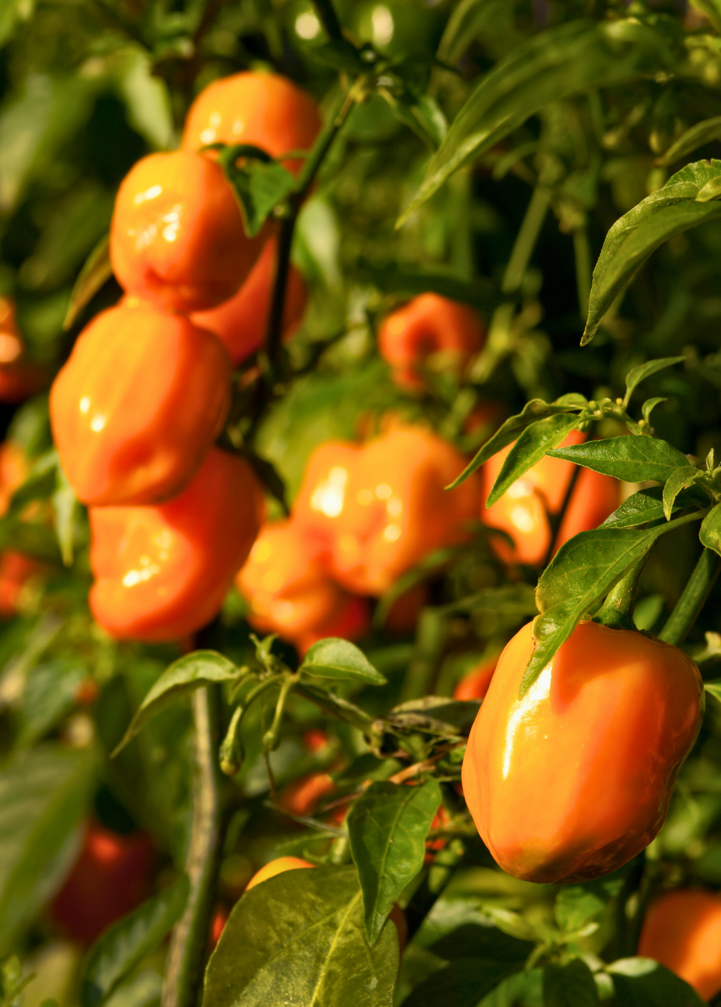 Orange Habanero Pepper Plant - Compact Container Growing, Fruity Heat, Scoville 100,000-350,000, Capsicum chinense
