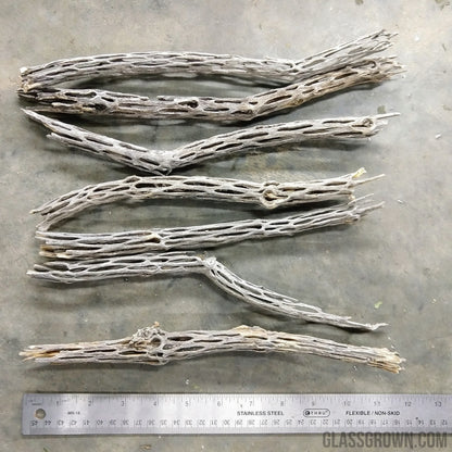 Organic Cholla Wood Logs