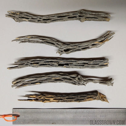 Organic Cholla Wood Logs