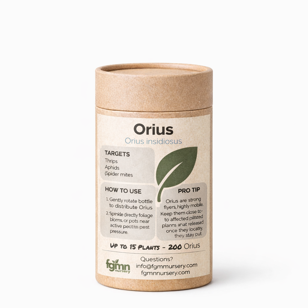 Orius insidiosus