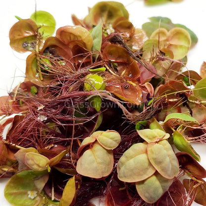 Red Root Floaters 4 oz portion
