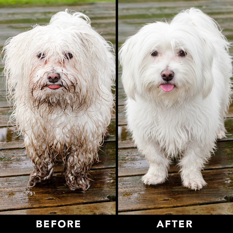 THE NON SHEDDER Dog Shampoo — Hydrating, Detangling, Hypoallergenic Formula for Doodles and all Non-Shedding Breeds