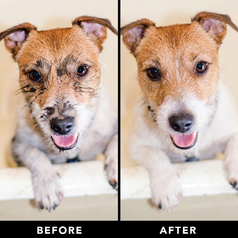 THE SWIPE Wet Pet Wipes — Alcohol-Free, Hypoallergenic Cleansing Wipes for Dogs & Cats