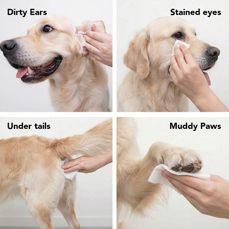 THE SWIPE Wet Pet Wipes — Alcohol-Free, Hypoallergenic Cleansing Wipes for Dogs & Cats