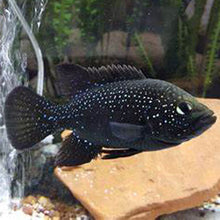 Polleni Cichlid (Starry Night Cichlid)