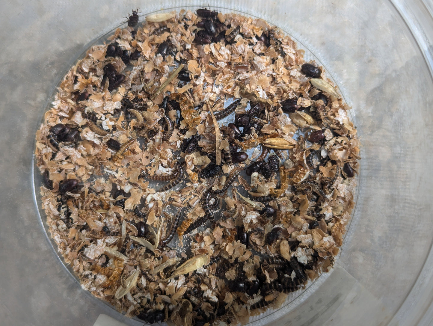Live Organic Lesser Buffalo Mealworms
