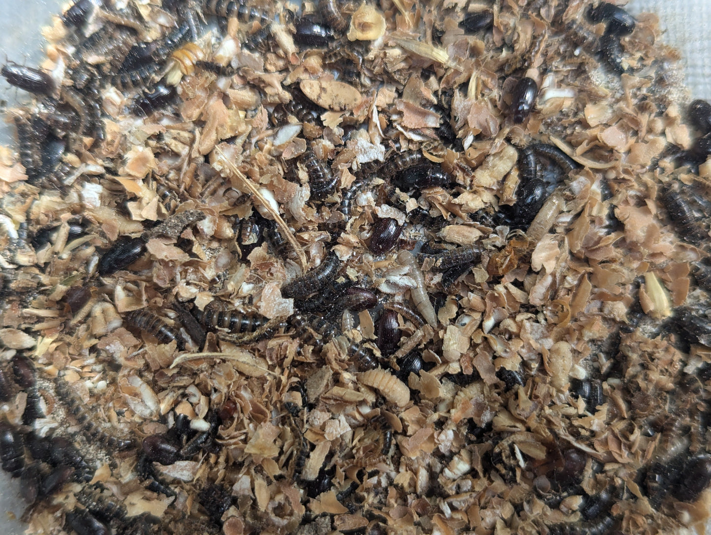 Live Organic Lesser Buffalo Mealworms