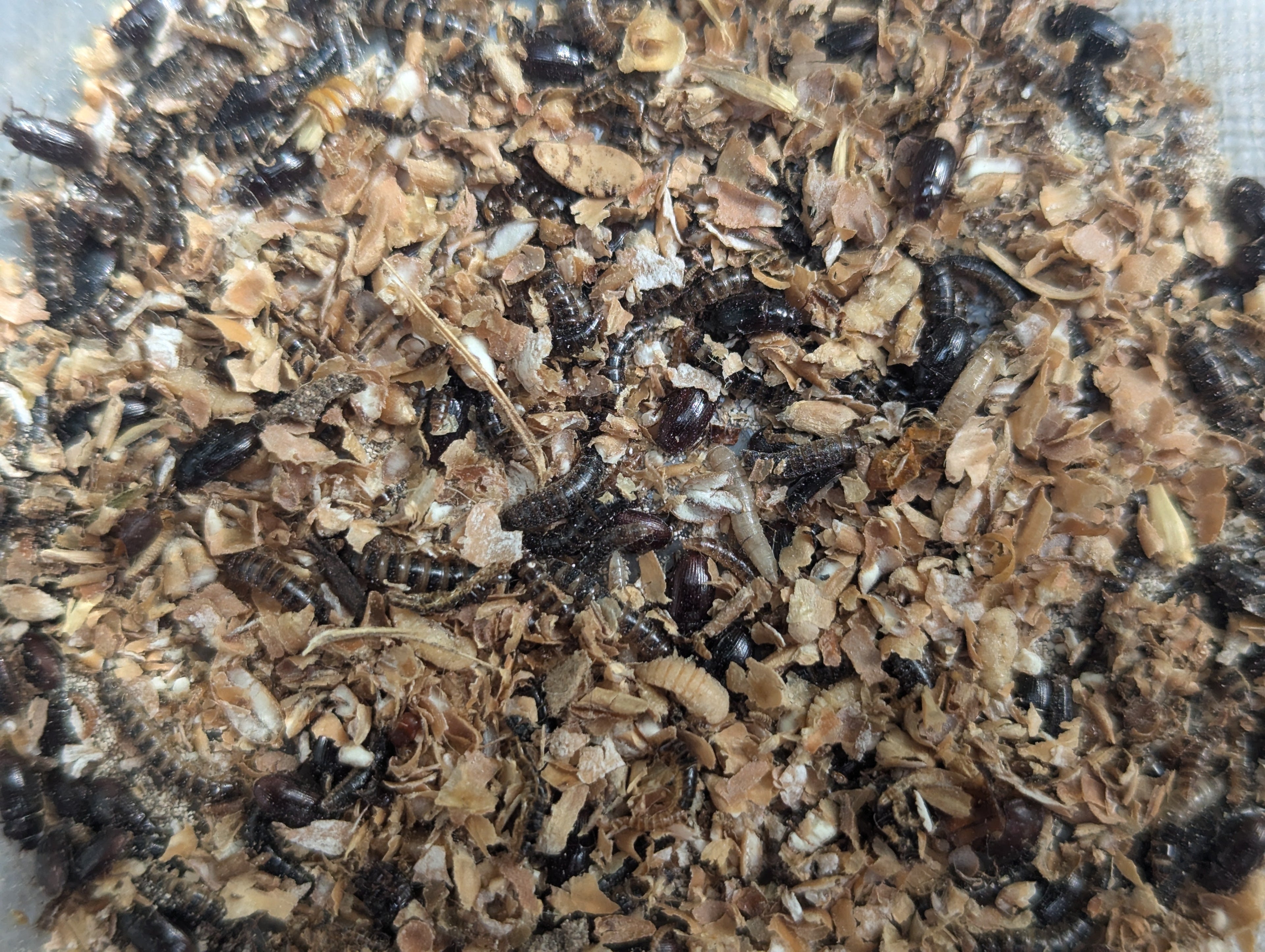 Live Organic Lesser Buffalo Mealworms