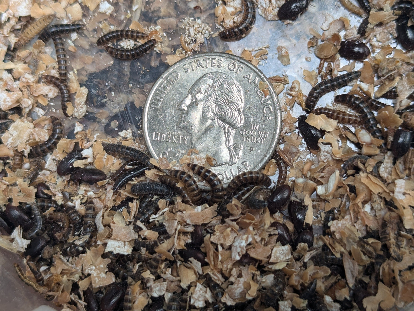 Live Organic Lesser Buffalo Mealworms