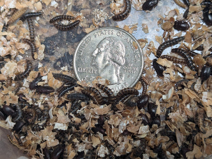 Live Organic Lesser Buffalo Mealworms