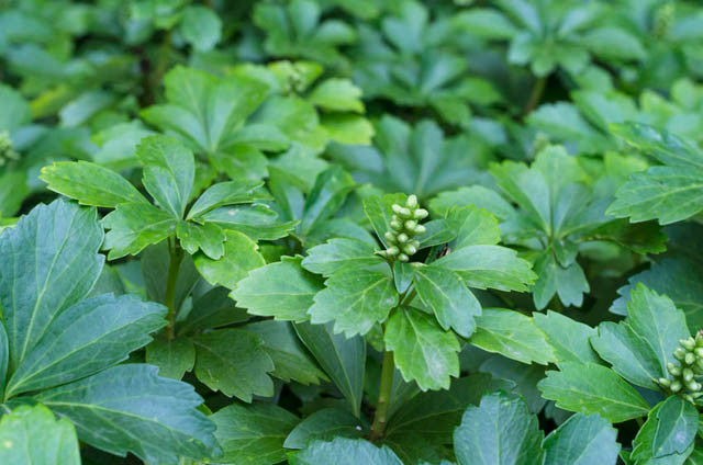25 Live Pachysandra Terminalis Plants - Japanese Spurge Ground Cover, Shade Loving, Evergreen, Bare Root, Fast Spreading