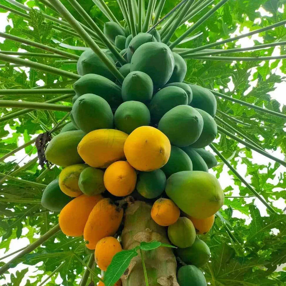 Red Lady Dwarf Papaya Plant – Live Starter Tree with Sweet Red Flesh – Carica papaya ‘Red Lady’ – Self-Fertile Tropical Fruit Tree