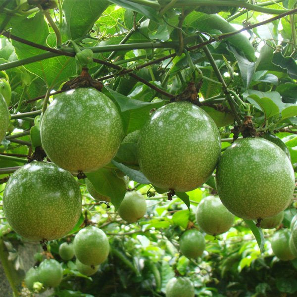 Yellow Passion Fruit Live Plant | Passiflora edulis f. flavicarpa | Starter Vine for Edible Gardens & Tropical Landscaping