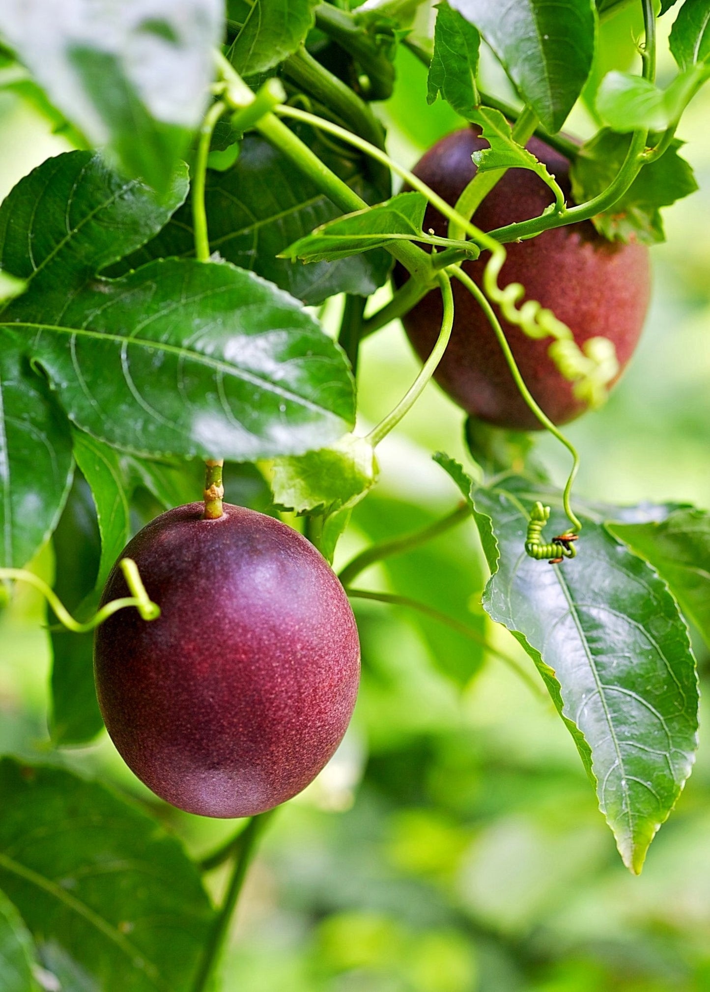 Passion Fruit Purple Possum Vine | Edible & Ornamental Passiflora edulis Plant