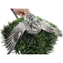 Pearl Pansy Quail Hatching Eggs