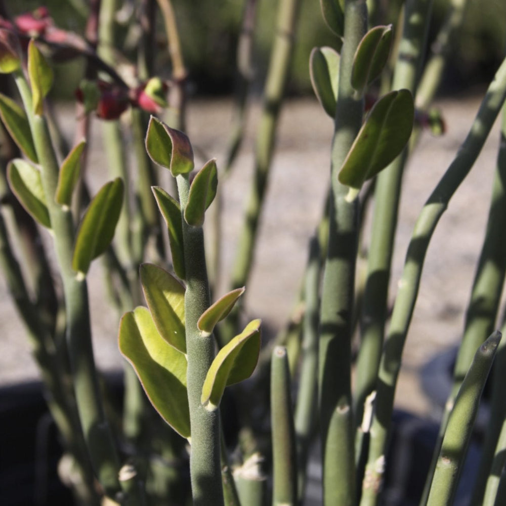 Live Succulent Cuttings - Tall Lady Slipper (Pedilanthus tithymaloides) Zig Zag Plant, Devil’s Backbone, Easy Propagation