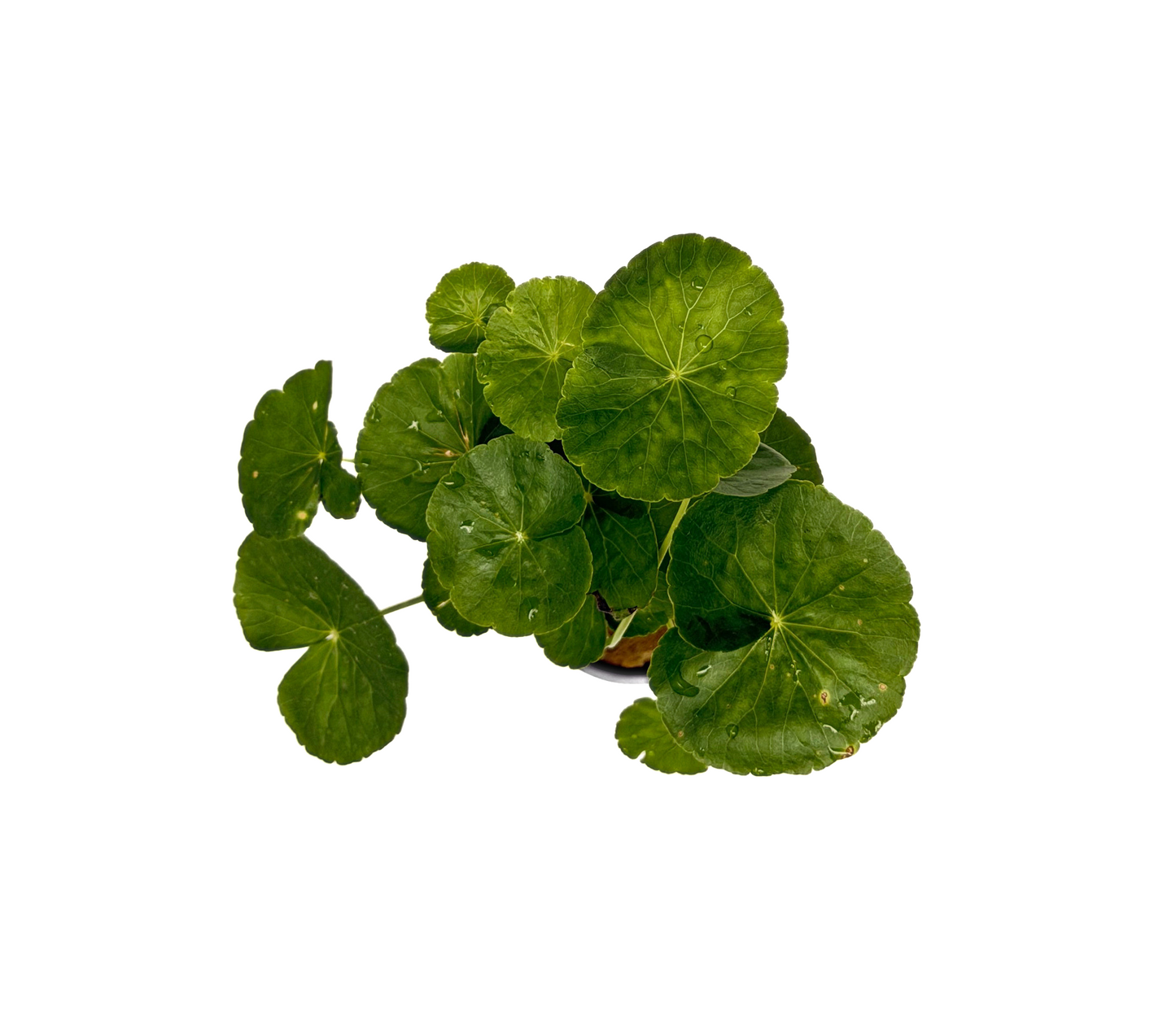Pennywort | Hydrocotyle leucocephala