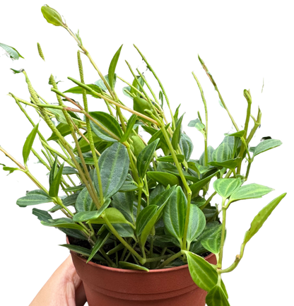 Peperomia 'Angulata'
