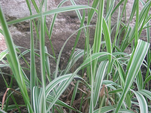 Live Variegated Ribbon Grass Bare Root – Phalaris arundinacea Ornamental Grass, Hardy Perennial, Ground Cover, Pond Edge Plant