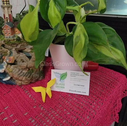 Philodendron 'Brasil'