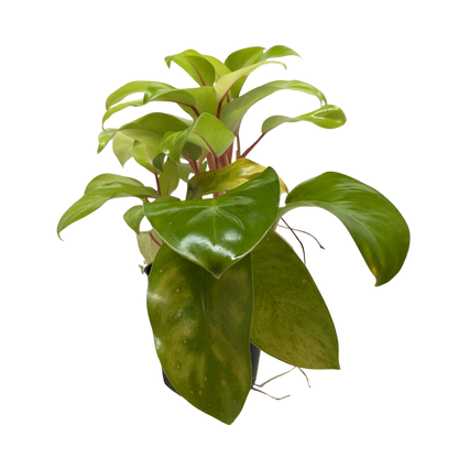 Philodendron 'Lemon Lime'