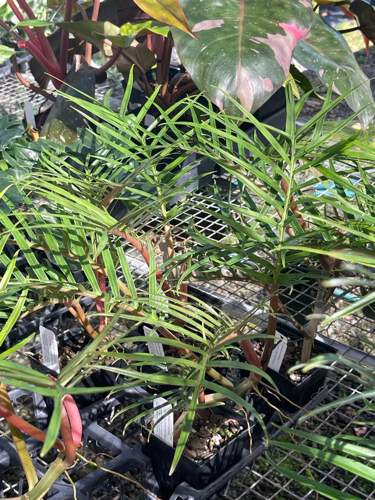 Philodendron Tortum Live Starter Plant 6–8 Inches Tall Rare Tropical Aroid with Unique Foliage