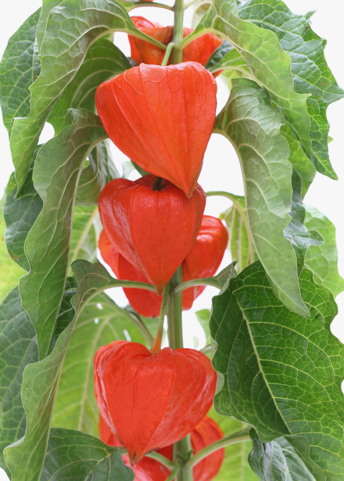 Japanese Lantern Plant, Physalis alkekengi, Ornamental Red Husks, Perennial Flower, Fall Decor, Edible Berry, Winter Cherry