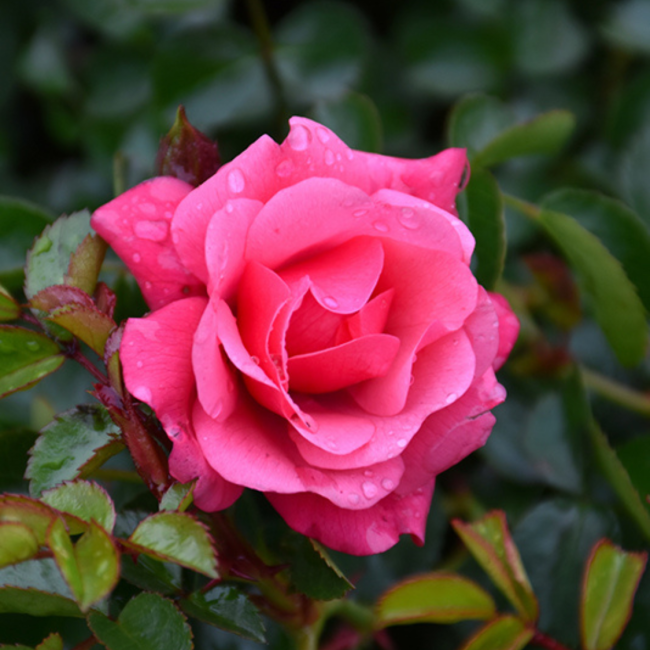 Rare Flower Carpet Pink Rose Cuttings – Unrooted Groundcover Rosa ‘Flower Carpet Pink’ for Propagation & Grafting
