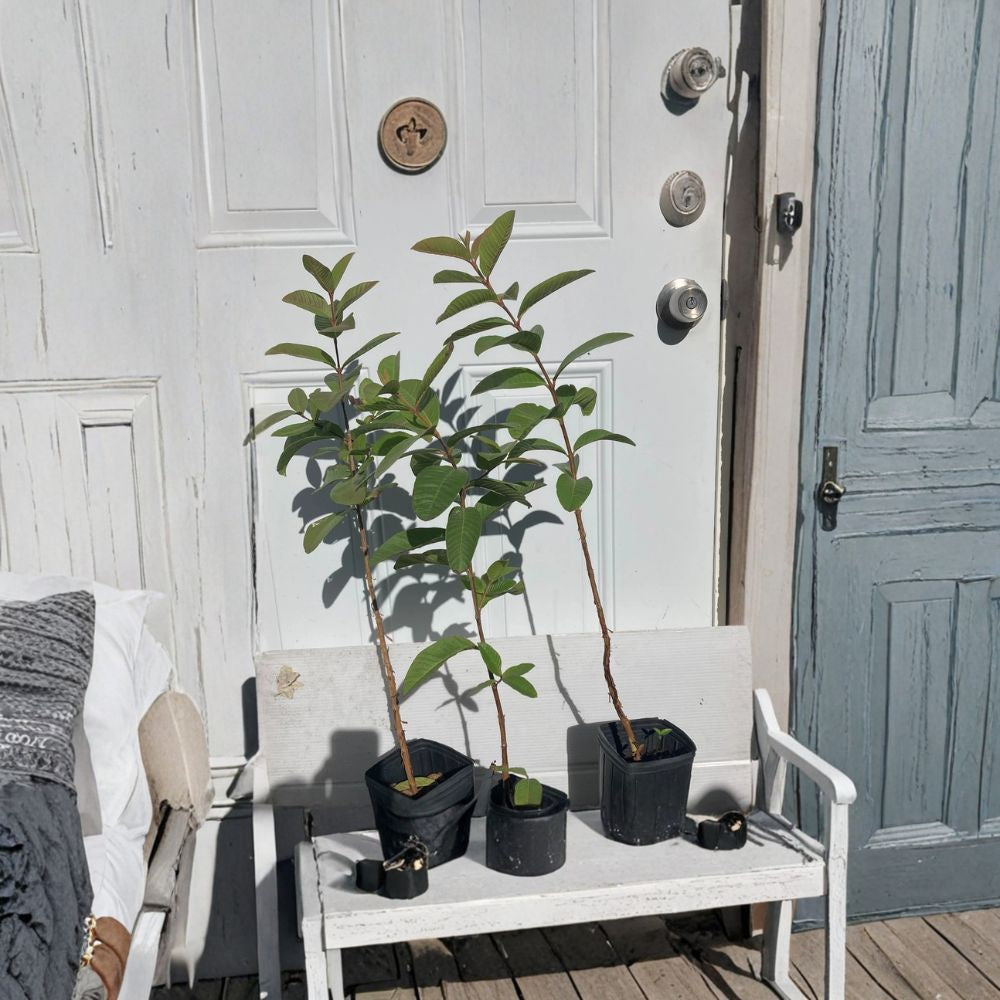 Pink Cattley Guava Tree Live Plant | 20-24 Inches | Edible Pink Fruit | Florida Grown Strawberry Guava | Tropical Garden Plant