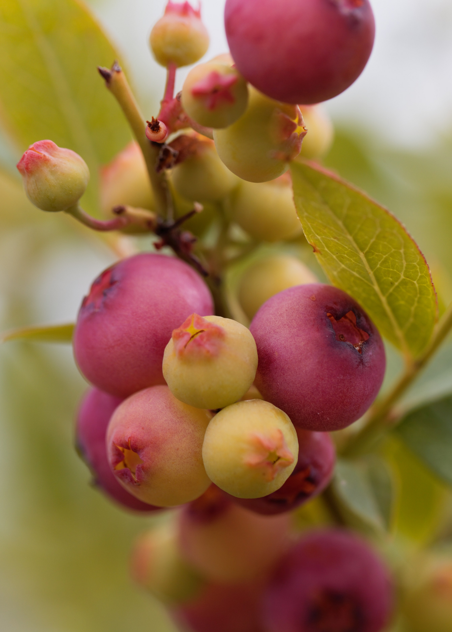 Blueberry Pink Lemonade Fruit Plant Vaccinium corymbosum 'Pink Lemonade' - Bright Pink Berries with Lemon Flavor