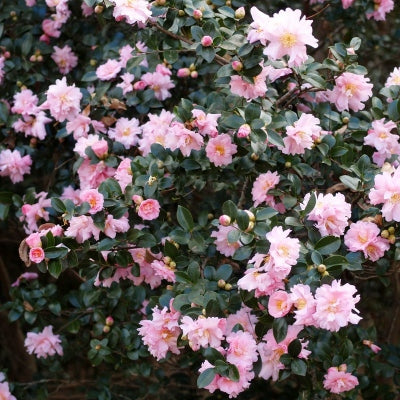 Pink Snow Camellia Sasanqua Starter Plant – Live Bareroot Shrub with Soft Pink Semi-Double Blooms, Evergreen, Fall-Winter Flowering, Garden Hedge